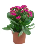 Dark Pink Kalanchoe Plant | Beautiful Flowering Succulent