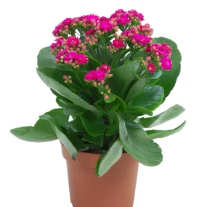 Dark Pink Kalanchoe Plant | Beautiful Flowering Succulent
