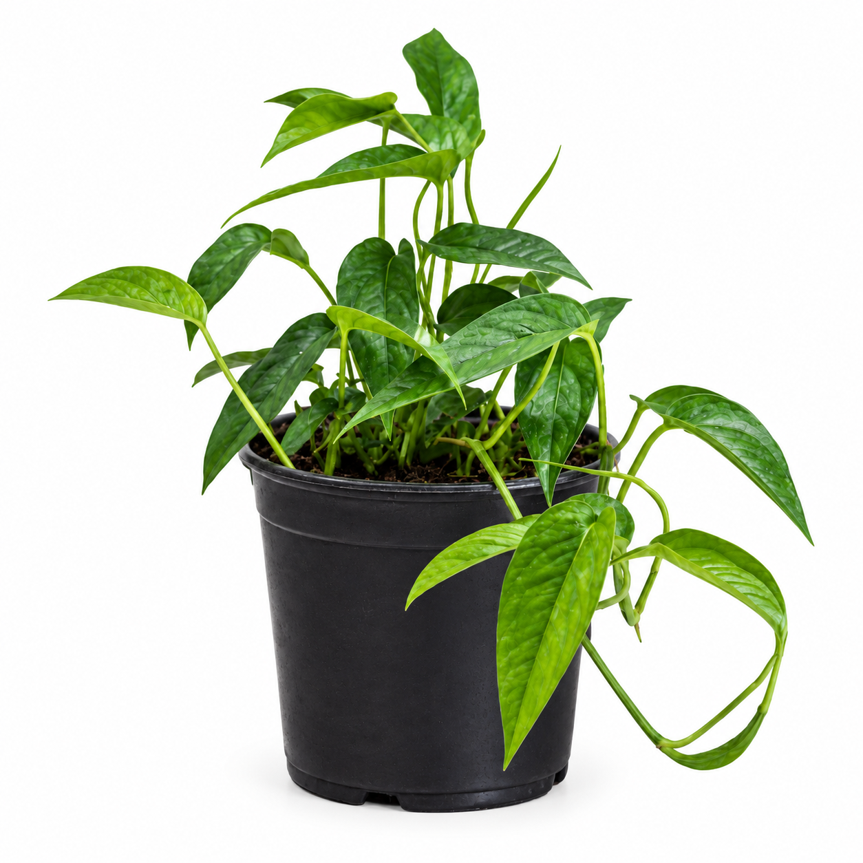 Epipremnum Pinnatum “Green Form” - Image 2