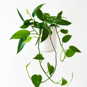 Epipremnum Pinnatum “Green Form”