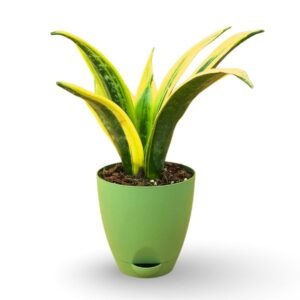 Sansevieria Golden Flame in Olive Green Hydrix Pot