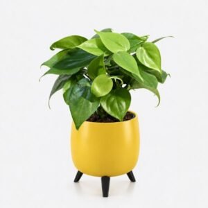 Philodendron Oxycardium Green in the Auréa Tabletop Planter
