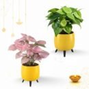 🌿 Combo Of Green Oxycardium and Pink Syngonium in the Auréa Tabletop Planter 🎁
