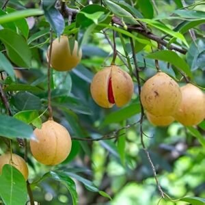 Jaifal-Nutmeg Plant