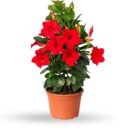 Red Mandevilla Red Flower Plant – Brazilian Jasmine Vine