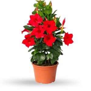 Red Mandevilla Red Flower Plant – Brazilian Jasmine Vine