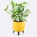N'Joy Pothos in the Auréa Tabletop Planter | Premium Self-Watering Pot with Interchangeable Stands