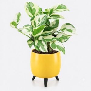 N'Joy Pothos in the Auréa Tabletop Planter | Premium Self-Watering Pot with Interchangeable Stands