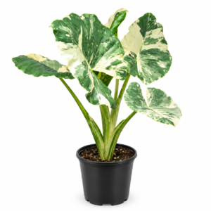 Variegated Alocasia Odora Okinawa Silver – Rare Tropical Foliage Plant
