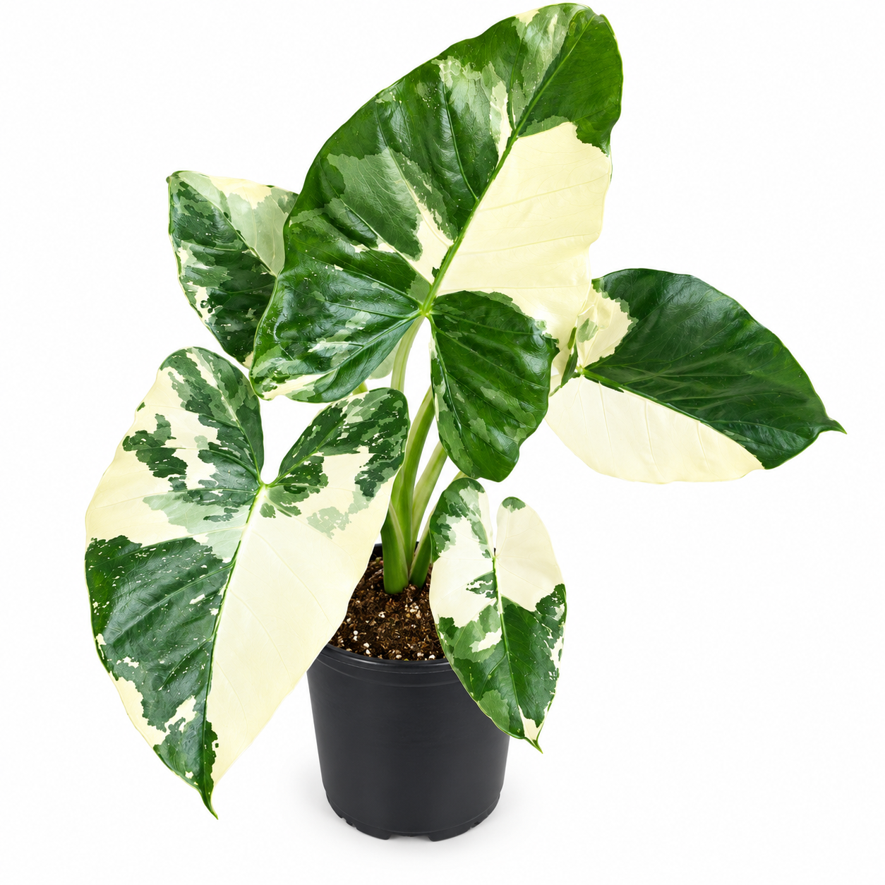 Variegated Alocasia Odora Okinawa Silver – Rare Tropical Foliage Plant