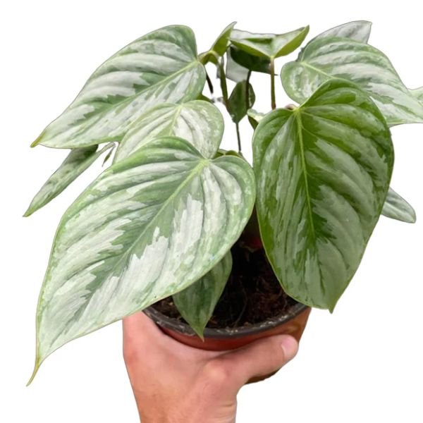Philodendron Sodiroi