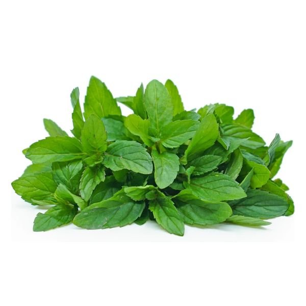 Peppermint Plant