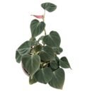 Philodendron Lupinum Plant – Rare Tropical Foliage