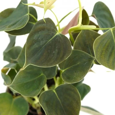 Philodendron Lupinum Plant – Rare Tropical Foliage - Image 2