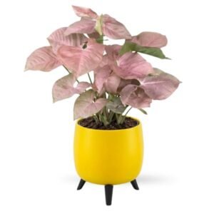 ZZ Plant in Auréa Tabletop Planter | Premium Self-Watering Pot with Interchangeable Stands (Copy)