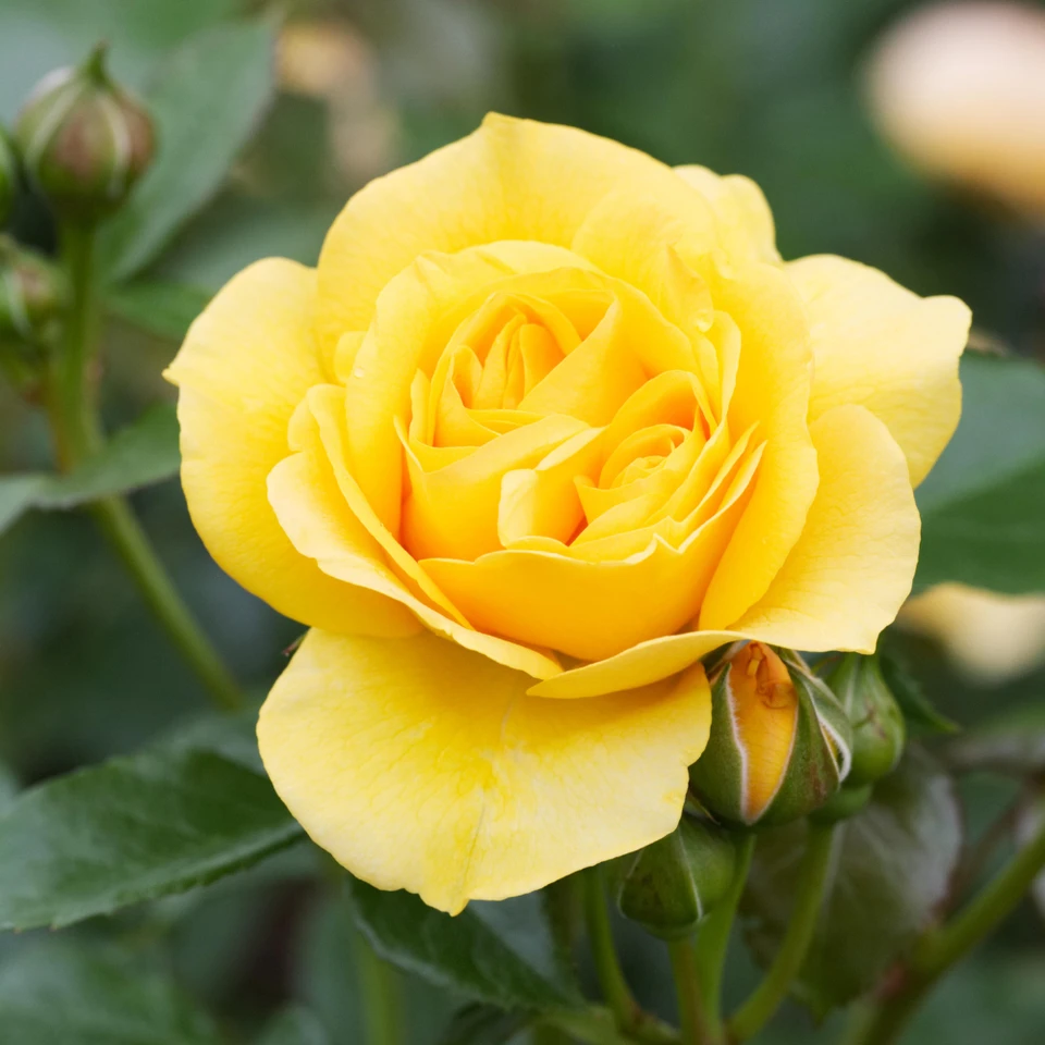 Yellow Rose Plant