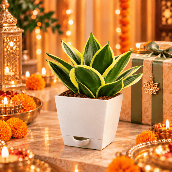 Sansevieria Golden Hahnii - Image 4