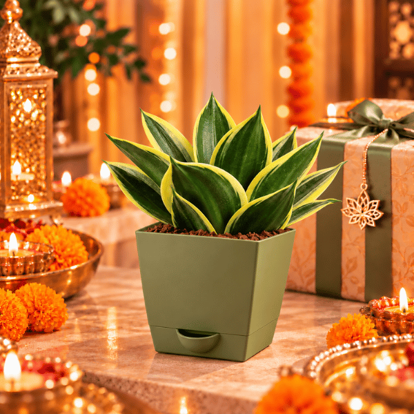 Sansevieria Golden Hahnii - Image 3