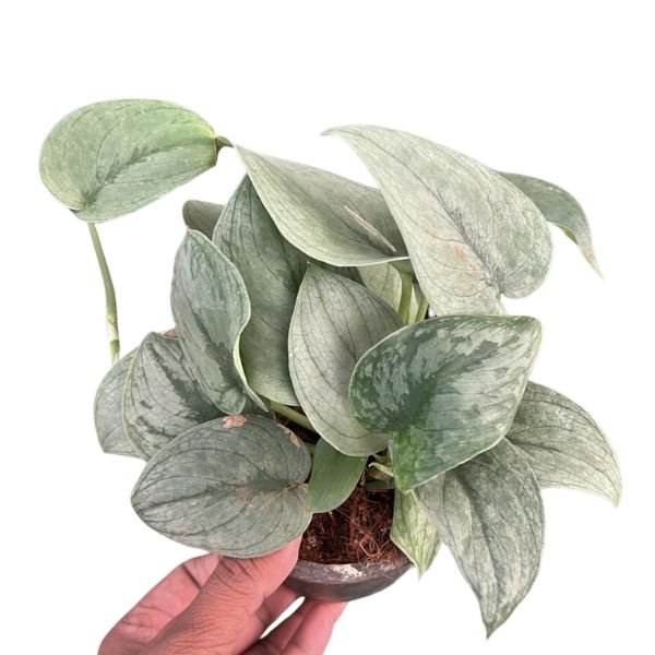 Scindapsus Silver Hero