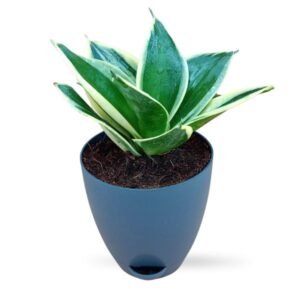 Sansevieria Golden Hahnii in Gray Hydrix Pot – Elegant Indoor Plant