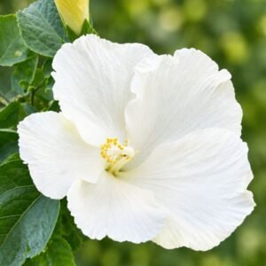 White Flower Hibiscus Plant