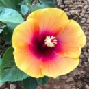 Yellow Hibiscus with Pink-Red Centre