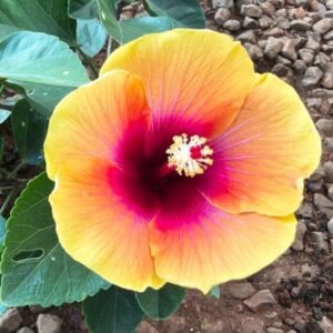 Yellow Hibiscus with Pink-Red Centre