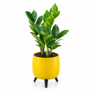 ZZ Plant in Auréa Tabletop Planter | Premium Self-Watering Pot with Interchangeable Stands