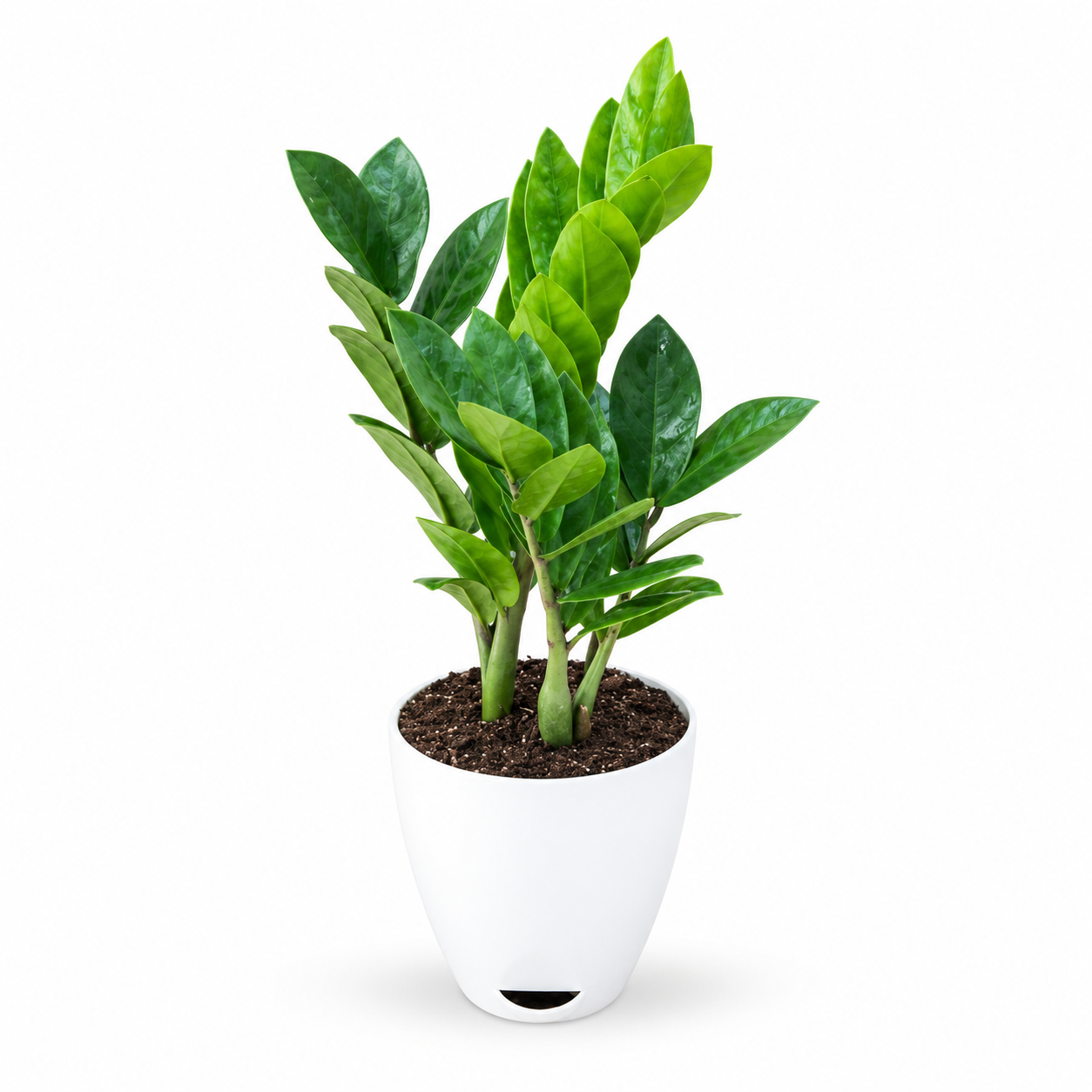 ZZ Plant in White Hydrix Pot