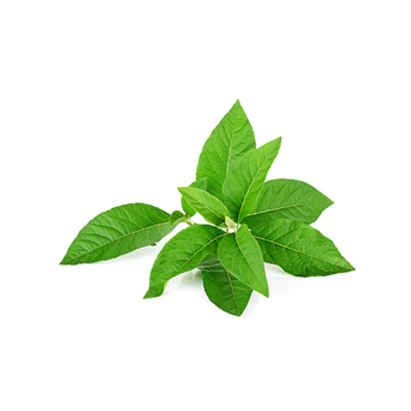 Adulsa Plant (Justicia adhatoda) Live Plant – Vasaka - Image 3