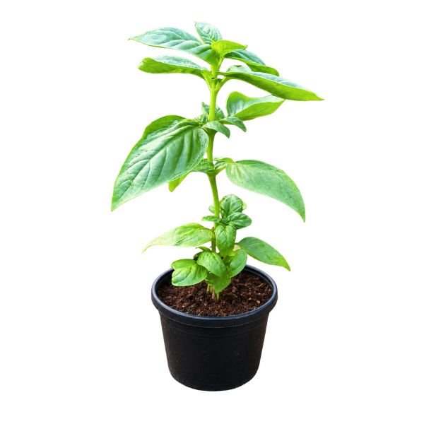 Basil Plant