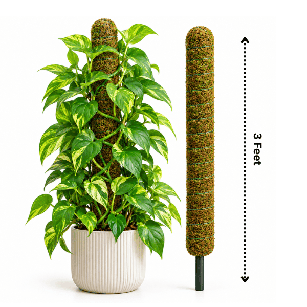 3 Feet Coir Moss Pole | Climbing Support for Monstera & Aroids