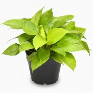 Homalomena Lemon Lime