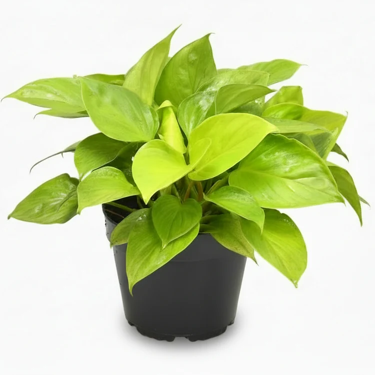 Homalomena Lemon Lime