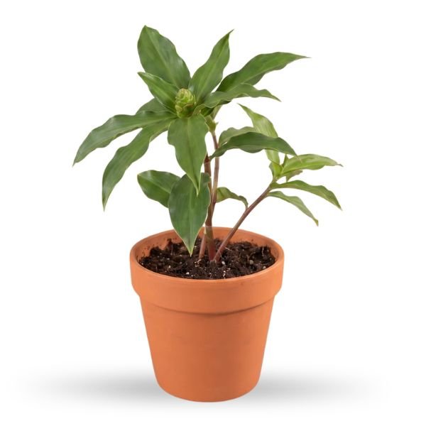 Insulin Plant (Costus igneus) Live Plant – Spiral Ginger