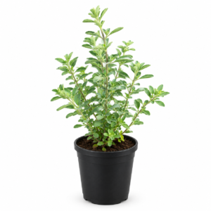 Marva Plant (Sweet Marjoram) Live Plant – Aromatic Herb