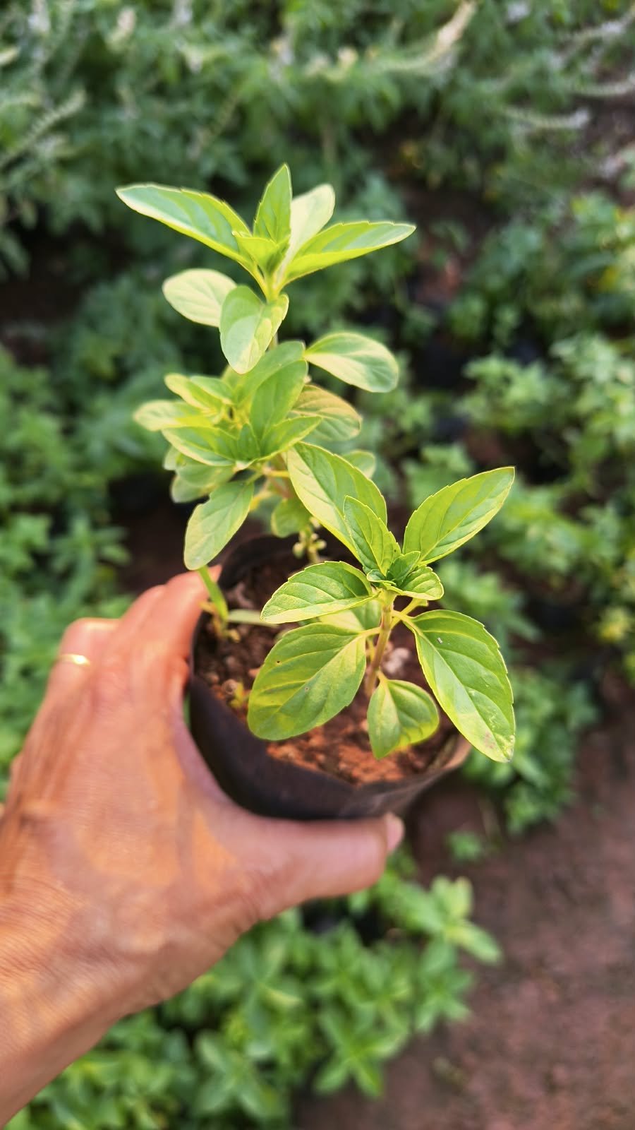 Peppermint Plant - Image 2