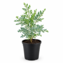 Satap Plant | Sadapaku | Rue Plant (Ruta graveolens) | Herb-of-Grace